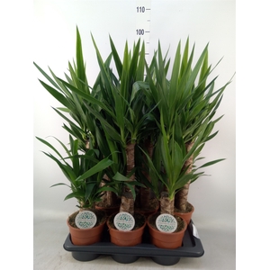 Yucca   ...