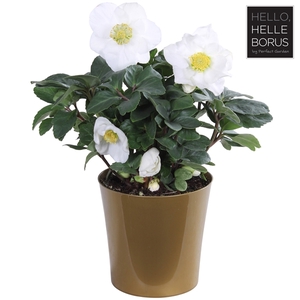 Helleborus niger 'Christmas Carol' P12 (Golden pot L-sortering)