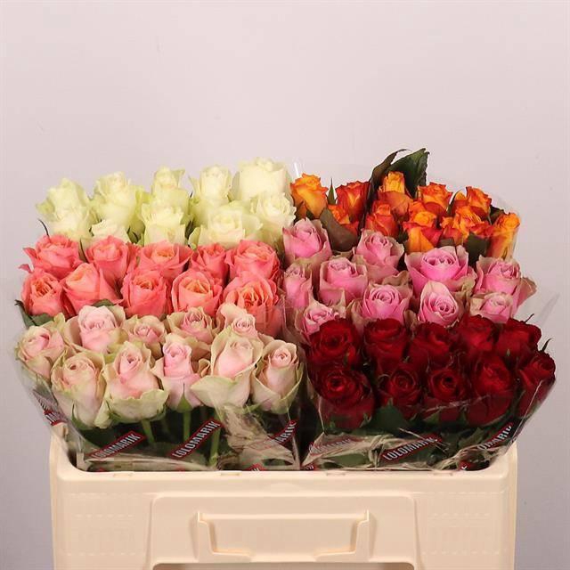 <h4>R GR GEM IN FUST</h4>