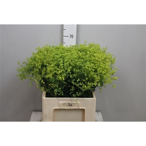 Alchem M Robustica
