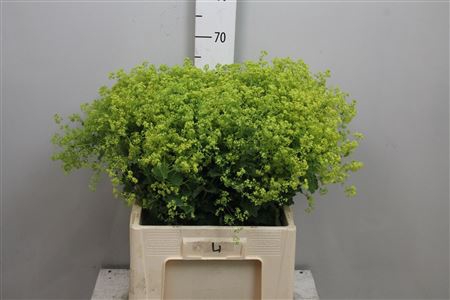 <h4>Alchem M Robustica</h4>