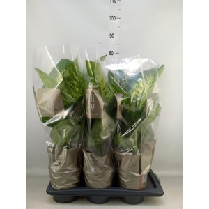 Dieffenbachia seg. 'Tropic Snow'