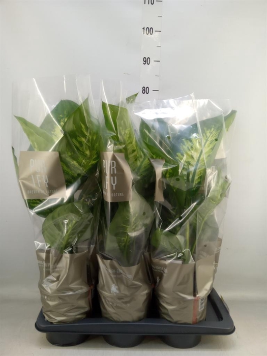 <h4>Dieffenbachia seg. 'Tropic Snow'</h4>