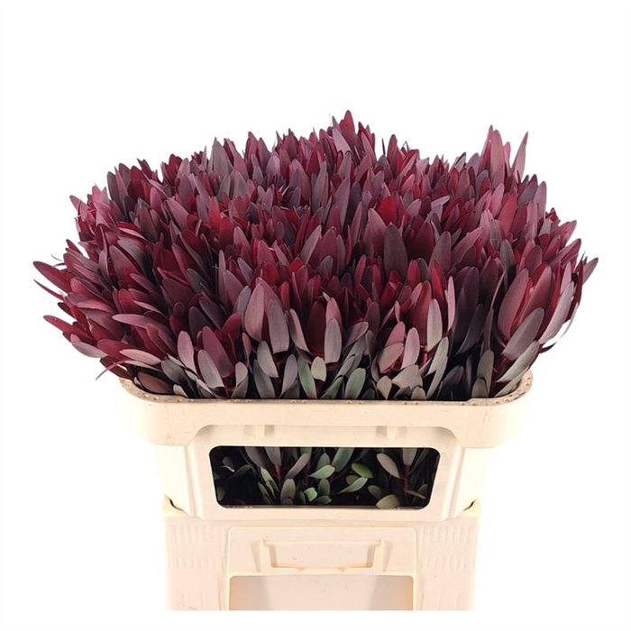 <h4>Leucadendron Safari Sunset</h4>