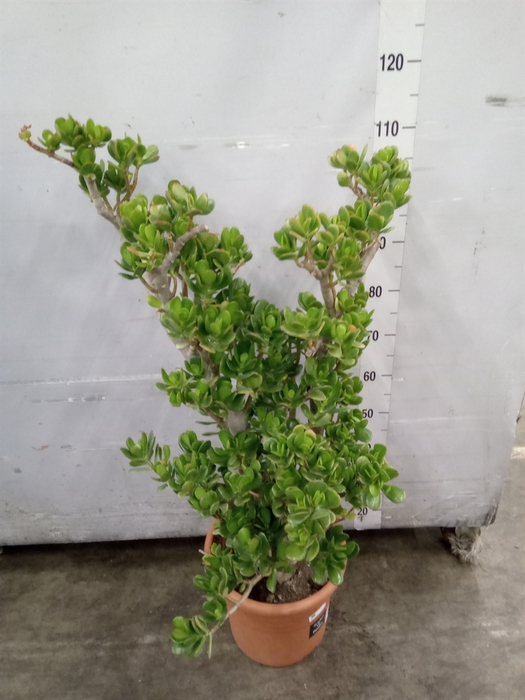 <h4>Crassula ovata</h4>