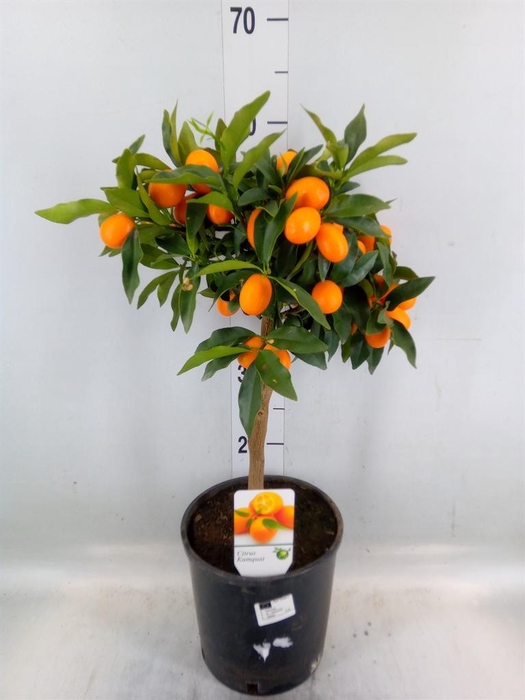 <h4>Citrus   ...</h4>