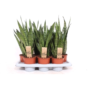 Sansevieria zeylanica