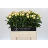 Paeonia Miss America