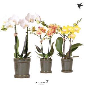 Kolibri Orchids Phalaenopsis mix 2 spike in Flower pot green