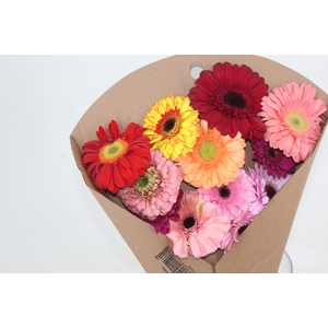 GERBERA VARIADA >10 CM DIAM <050 CM VARIADO