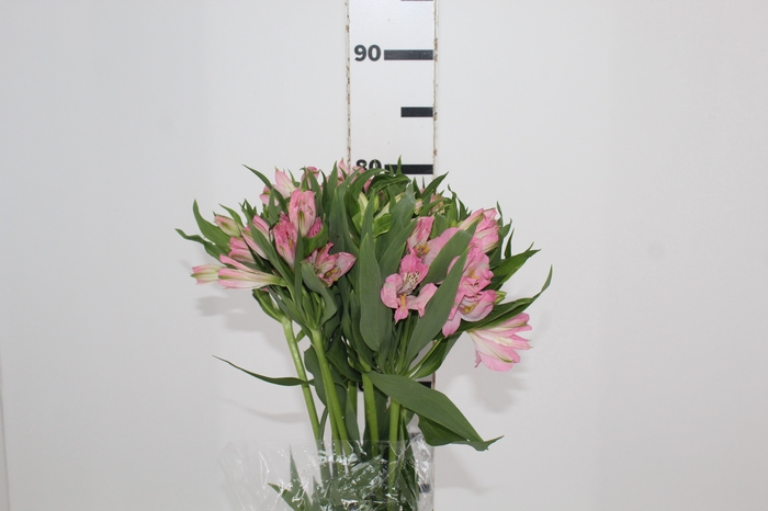 <h4>ALSTROEMERIA DUBAI 080 CM</h4>