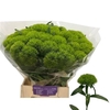 Di Barb Green Wicky