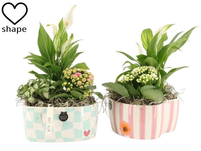 <h4>21858: Lovess arrangement</h4>