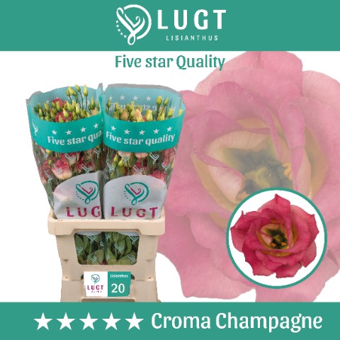 <h4>Lisianthus Croma Champagne 996</h4>