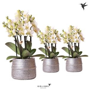 Kolibri Orchids Phalaenopsis Lausanne 6spike in Groove pot silver