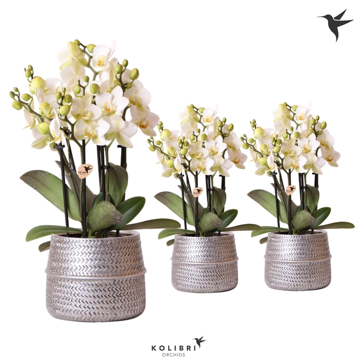 <h4>Kolibri Orchids Phalaenopsis Lausanne 6spike in Groove pot silver</h4>
