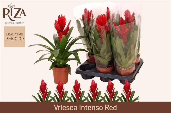 <h4>VRIES INTENSO RED</h4>