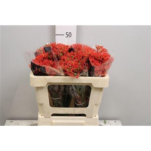 Jatropha podagrica 'Firecracker'