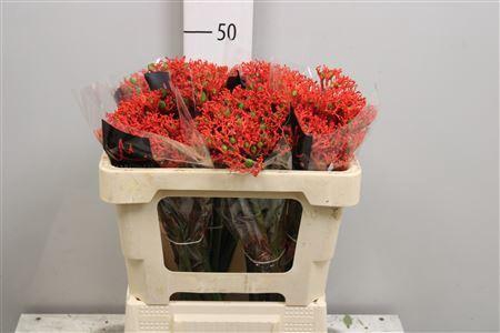 <h4>Jatropha podagrica 'Firecracker'</h4>