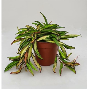 Hoya Wayetti Tricolor 12Ø 15cm