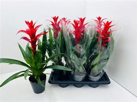 <h4>Guzm Rostara</h4>