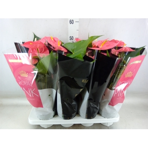 Anthurium andr. 'Colorado'