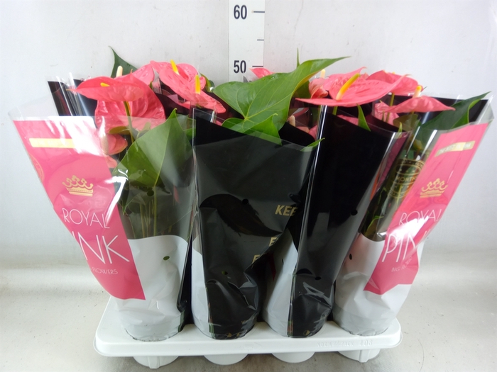 <h4>Anthurium andr. 'Colorado'</h4>