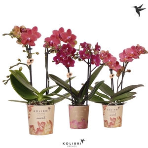 Kolibri Orchids Phalaenopsis Red 2 spike