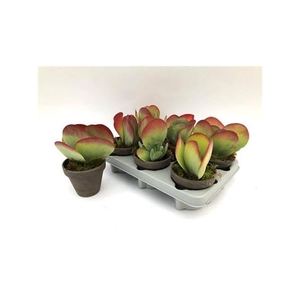 Kalanchoe Thyrsifl In Keramiek Pot