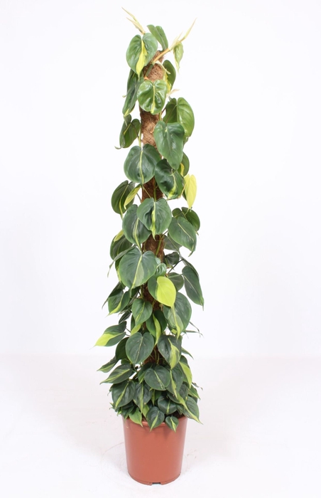 <h4>Philodendron Brasil</h4>