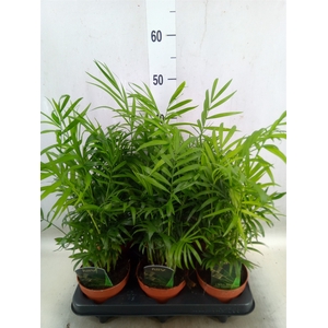 Chamaedorea elegans