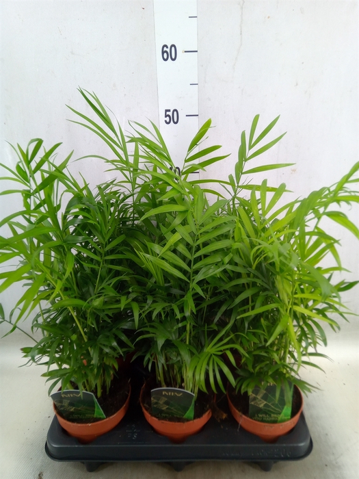 <h4>Chamaedorea elegans</h4>