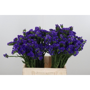 Statice Blue Marina Violet