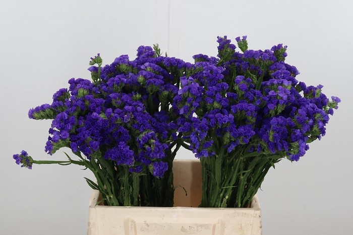 <h4>Statice Blue Marina Violet</h4>
