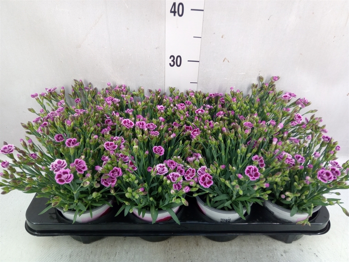 <h4>Dianthus  'Pink Kisses'</h4>