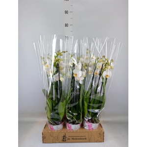 Phalaenopsis  'Ant Folkestone'