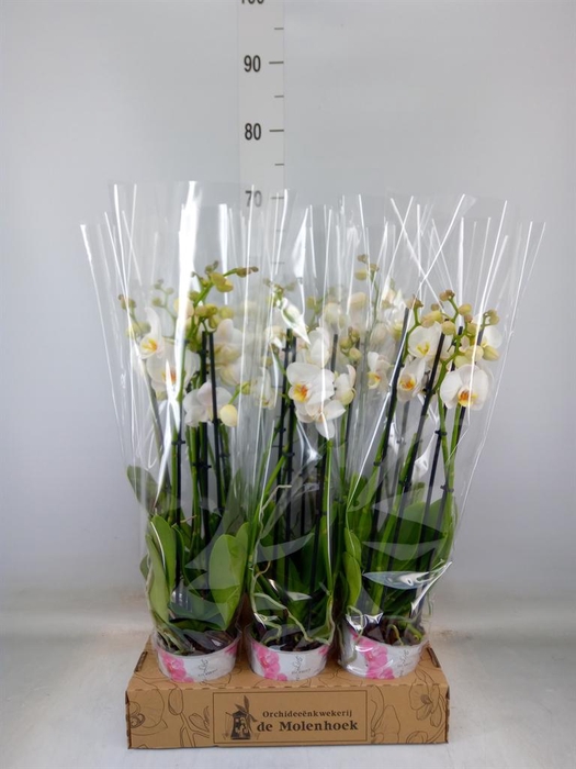 <h4>Phalaenopsis  'Ant Folkestone'</h4>