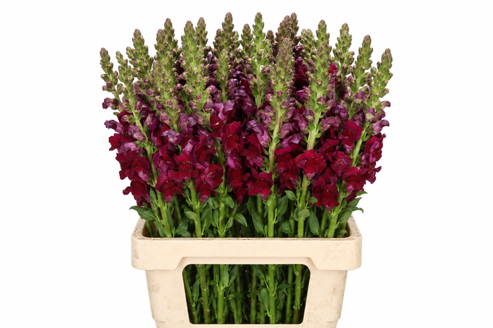 <h4>Antirrhinum Potomac Red</h4>