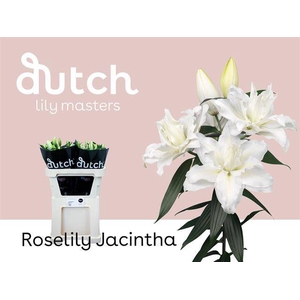 LI OR DU RL JACINTHA