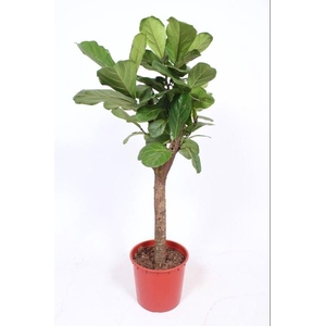 Ficus Lyrata Stam