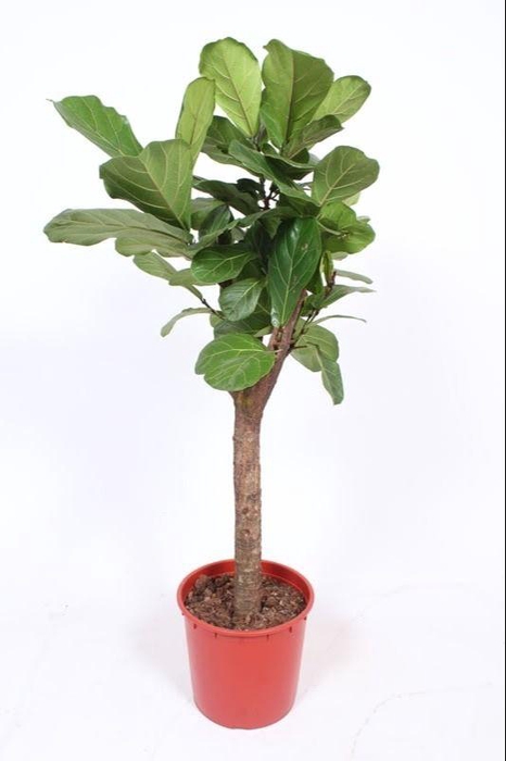 <h4>Ficus Lyrata Stam</h4>