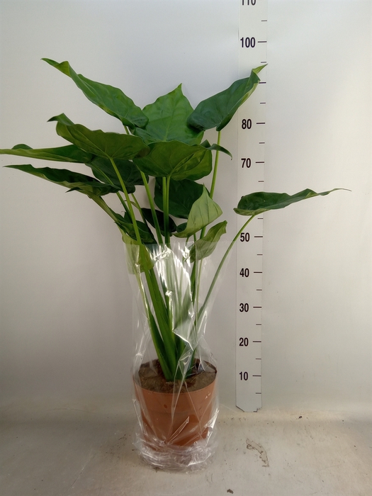 <h4>Alocasia cucullata</h4>