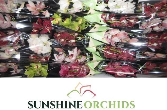 <h4>CYMB MI GEM</h4>