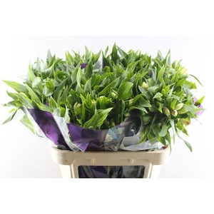 Alstr True Dream (pink/wit)