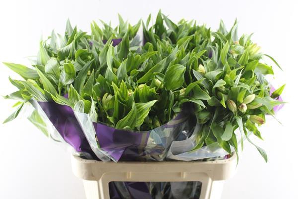 <h4>Alstr True Dream (pink/wit)</h4>