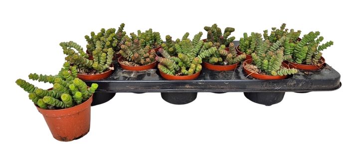 <h4>CRASS MARNIERIANA</h4>