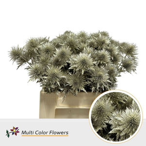 Eryngium Platina