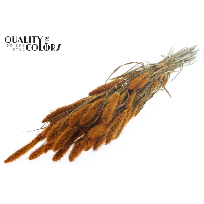 <h4>Setaria per bunch Apricot</h4>