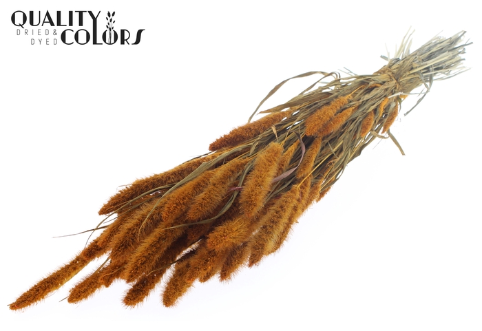 <h4>Setaria per bunch Apricot</h4>