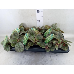 Episcia   ...